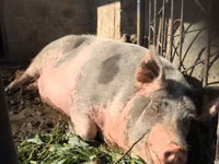 Eber, Schweine — Foto 2