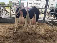 İnek, Holstein ırkı — foto 2