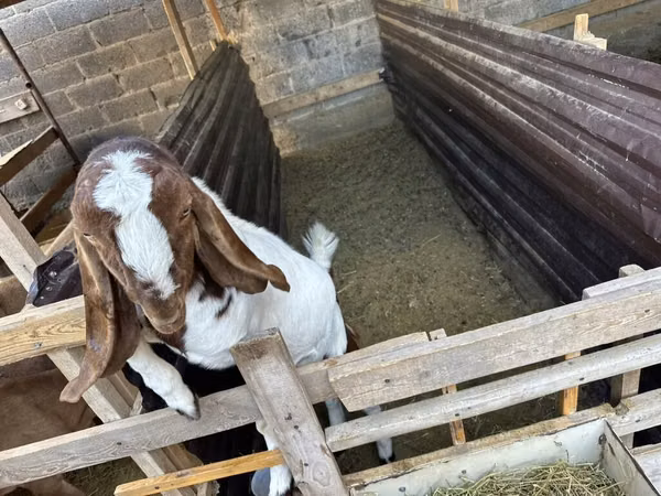 Kozel, Beetal goats