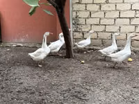 Geese — புகைப்படம் 3