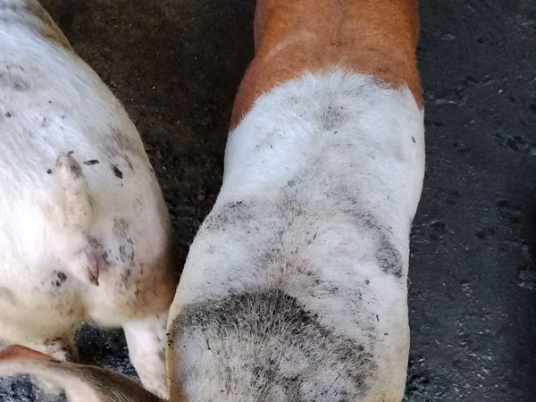 Sow, Pigs