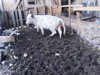 公牛, Russian Black pied cattle — 照片 3