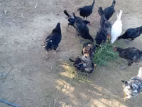 Chickens — foto 1