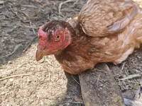 Chickens — Foto 1