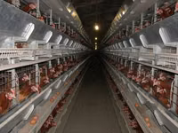 Premixuri pentru animale şi păsări — foto 3