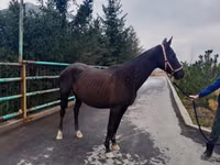 Madyan, Akhal-Teke — foto 4