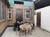 Schaf, Rhon sheep — Foto 8
