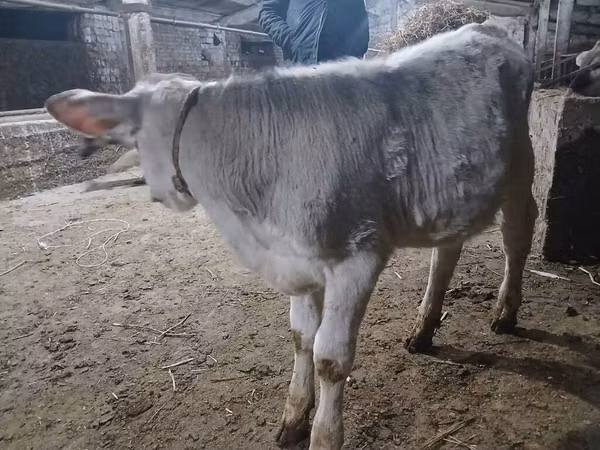 Buğa, Mal-qara