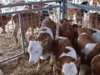 Taureau, Simmental cattle — photo 4