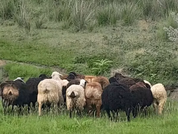 ஆண் ஆடு, Gorkov sheep