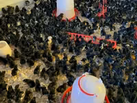 Australorp — photo 4