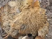 Chickens — zdjęcie 8