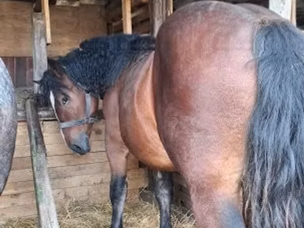 Horse (M), Horses