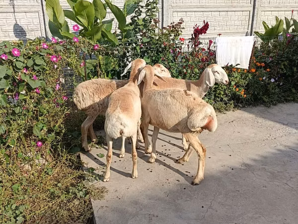 母羊, Sheep