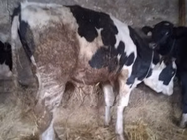 公牛, Russian Black pied cattle