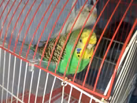 2 eded qus qefesi ile birlikde satilir — фото 1