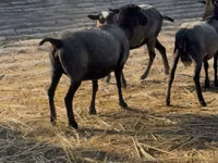 Ovce (šarže, pohlaví neuvedeno), Romanov sheep — foto 2