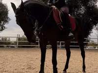 Бие, Friesian sport horse — 3-сурет