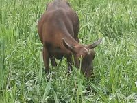 Koza, Irish goat — zdjęcie 5