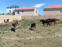 İnek, Sığır — foto 8