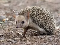 Afrika pigme kirpisi – ev heyvanı - Növ: Atelerix albiventris (Afrika — புகைப்படம் 1