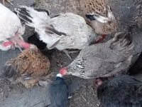 Chickens — foto 3