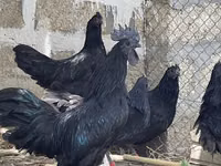Ayam Cemani — photo 2