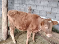 Sigir, Qoramol — 1-rasm