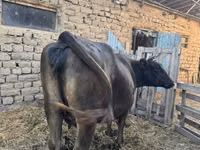 İnek, Swiss cattle — foto 1
