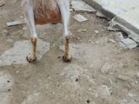 عنزة, Saanen goat — الصورة 2