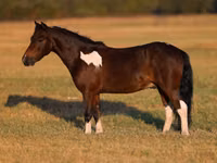 குதிரை, Pinto horses — புகைப்படம் 2