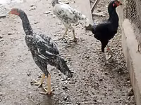 Chickens — photo 1