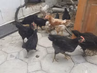 Chickens — foto 1