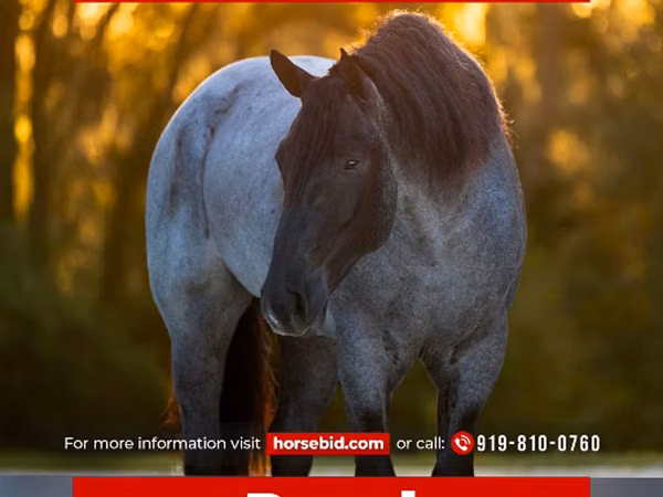 Horse (M), Percheron