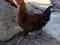 Chickens — 写真 1