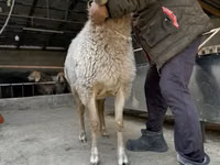 母羊, Arashan sheep — 照片 8