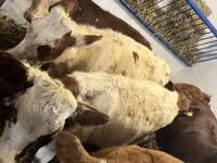 Krowa, Simmental cattle — zdjęcie 2