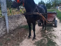At, Atlar — foto 3
