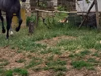 Айғыр, Lipizzaner — 1-сурет