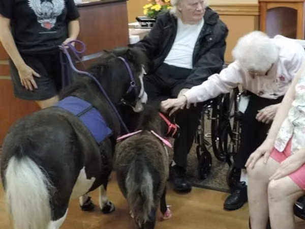 Madyan, Miniature horse