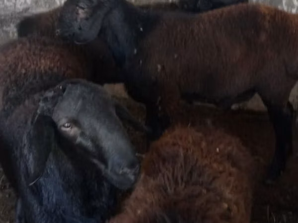 Bélier, Moutons
