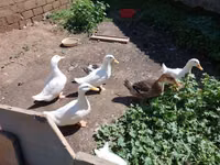 Německý pekin — foto 1