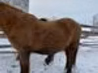 At, Yakutian horse — foto 5