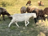 Cabra, Nubian Goat — foto 3
