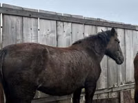 فرس, Horse breed — الصورة 1