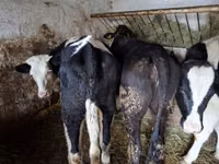 İnek, Russian Black pied cattle — foto 8