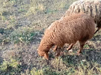 Widder, Schafe — Foto 2