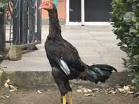 Chickens — Foto 1