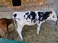 Krowa, Russian Black pied cattle — zdjęcie 1