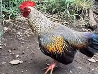 Chickens — foto 2